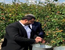 Başkan Şeker, sofralık Kayısıda Mut rakipsiz